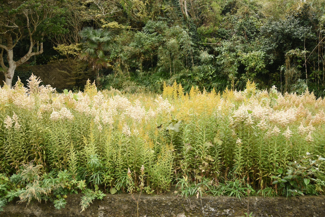 名付けられない_025